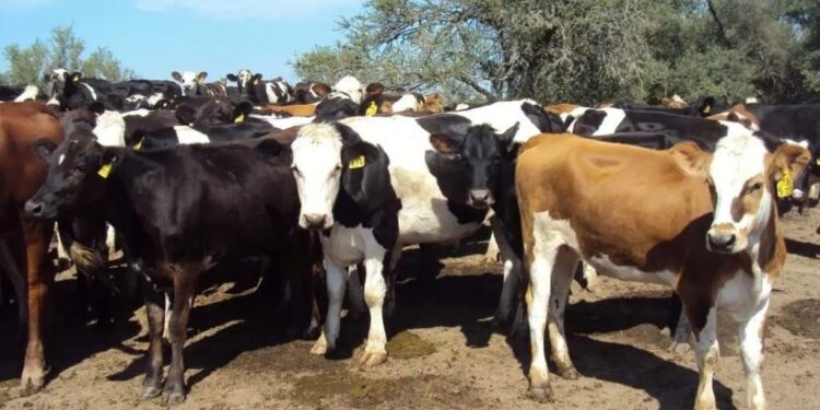 Hay que pasar el invierno: pautas de manejo de la cría para garantizar eficiencia productiva