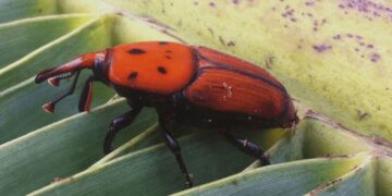 El picudo rojo y sus diferencias con otros insectos que afectan a las palmeras