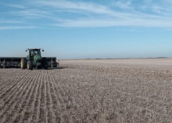 Comenzó la siembra de trigo: desde el Gobierno, proyectan un aumento del 6,2%