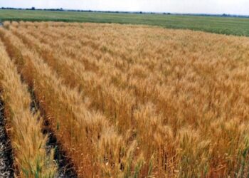 La Eeaoc difundió un análisis económico del trigo en Tucumán para el período 2015-2024