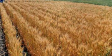 La Eeaoc difundió un análisis económico del trigo en Tucumán para el período 2015-2024