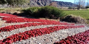 Récord de certificaciones: Argentina avanza en el reconocimiento de sus agroalimentos