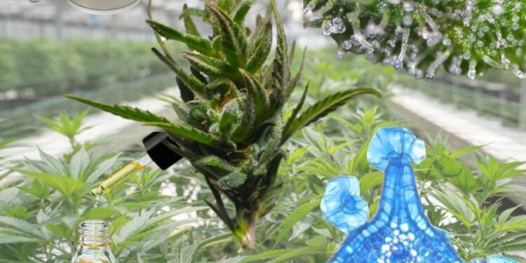 Ciencia aplicada al desarrollo de bioproductos a partir de la biodiversidad del NOA