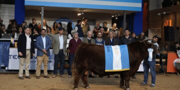 Expo Angus: “La genética como herramienta en los sistemas de producción siempre tiene que estar”