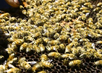 Abejas protegidas, miel segura