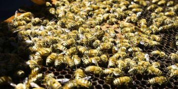 Abejas protegidas, miel segura