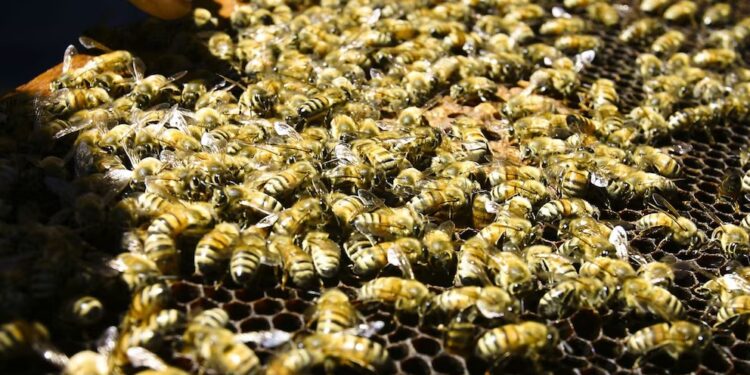Abejas protegidas, miel segura
