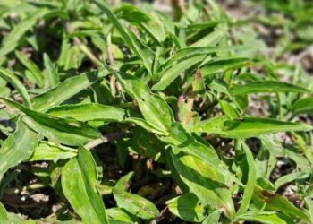 Una “flor” de maleza: el otoño, momento clave para controlar a la commelina erecta