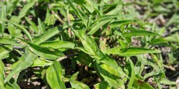 Una “flor” de maleza: el otoño, momento clave para controlar a la commelina erecta