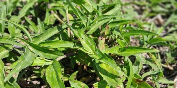 Una “flor” de maleza: el otoño, momento clave para controlar a la commelina erecta