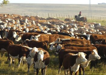 Ahora los uruguayos se sorprenden de los precios de la ganadería argentina