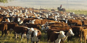 Ahora los uruguayos se sorprenden de los precios de la ganadería argentina
