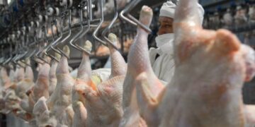 Reabrieron el mercado de Japón para la carne aviar argentina