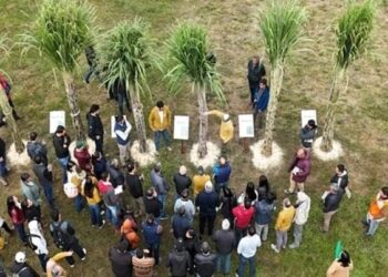 La Estación Experimental presentó la nueva variedad de caña de azúcar: la TUC 08-10