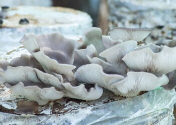 La “carne del futuro” se cultiva en San Rafael: las gírgolas ganan terreno como alternativa productiva