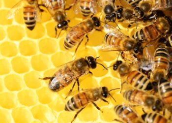 Biodiversidad: un estudio de la FAUBA detectó efectos nocivos de los agroquímicos en las abejas