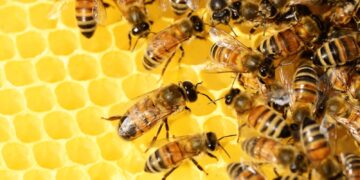 Biodiversidad: un estudio de la FAUBA detectó efectos nocivos de los agroquímicos en las abejas