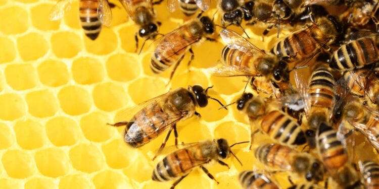 Biodiversidad: un estudio de la FAUBA detectó efectos nocivos de los agroquímicos en las abejas