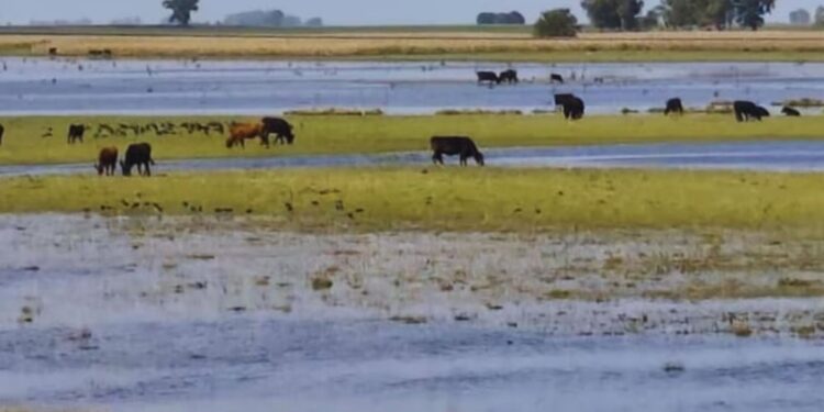 ¿Cómo enfrentar las lluvias? Recomendaciones para cuidar el ganado