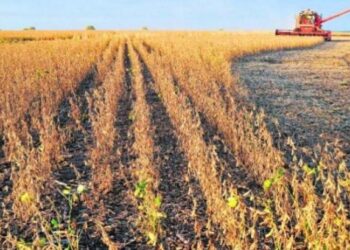 La cosecha de soja avanza al 90% y los rindes de algunas zonas superan las expectativas