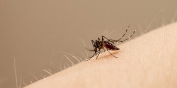Peces guardianes: la chanchita se suma a la lucha contra los mosquitos