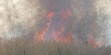 Se redujeron los incendios los campos, pese a las condiciones climáticas adversas