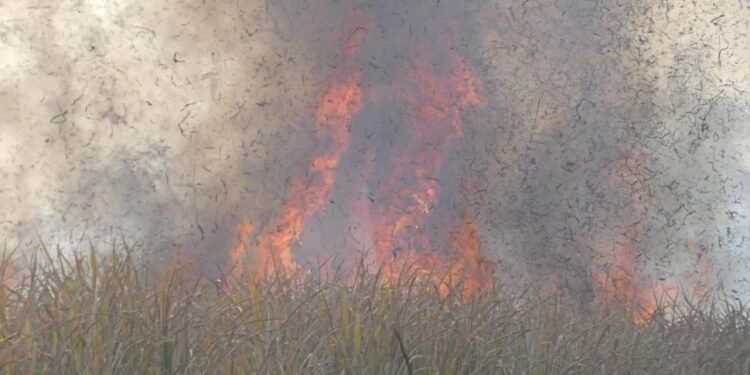 Se redujeron los incendios los campos, pese a las condiciones climáticas adversas