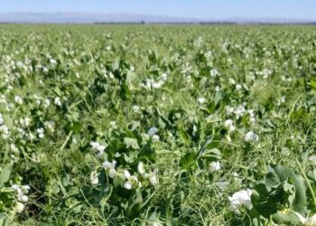 Las legumbres celebran un año récord y se actualizan en Salta