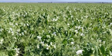 Las legumbres celebran un año récord y se actualizan en Salta
