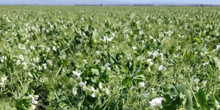 Las legumbres celebran un año récord y se actualizan en Salta