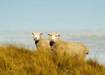 Refuerzan acciones para prevenir la sarna ovina en la Patagonia