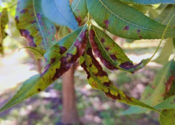Protección vegetal: desarrollan una herramienta para cuantificar la mancha negra del pecán