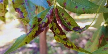 Protección vegetal: desarrollan una herramienta para cuantificar la mancha negra del pecán