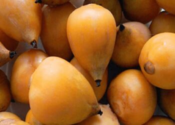 Un nuevo alimento “oficial”: incorporan los frutos de la palmera Yatay al Código Alimentario