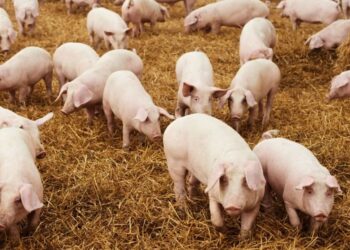 Establecieron medidas para la prevención de la triquinosis en la producción porcina