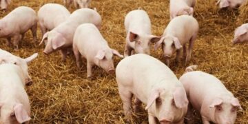 Establecieron medidas para la prevención de la triquinosis en la producción porcina