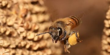 Alas deformadas: identifican un virus que pone en jaque la apicultura