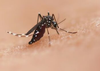 El avión agrícola, una herramienta estratégica contra el dengue