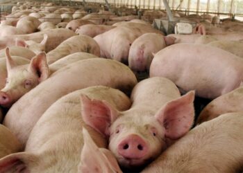 Día de la Porcicultura: el consumo de carne de cerdo se duplicó en una década y busca seguir creciendo