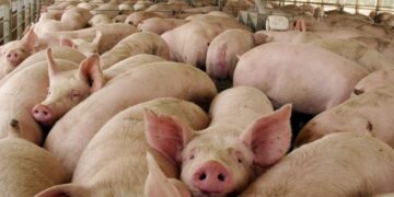 Día de la Porcicultura: el consumo de carne de cerdo se duplicó en una década y busca seguir creciendo