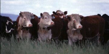 Sector ganadero: en mayo, la faena de ganado vacuno en el país cayó un 5%, interanual