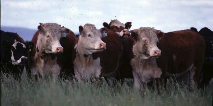 Sector ganadero: en mayo, la faena de ganado vacuno en el país cayó un 5%, interanual