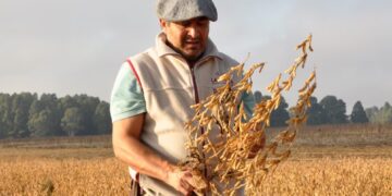 Un índice sojero que viene a los tumbos