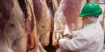 Desregulación en la carne: el Gobierno elimina el peso mínimo de faena
