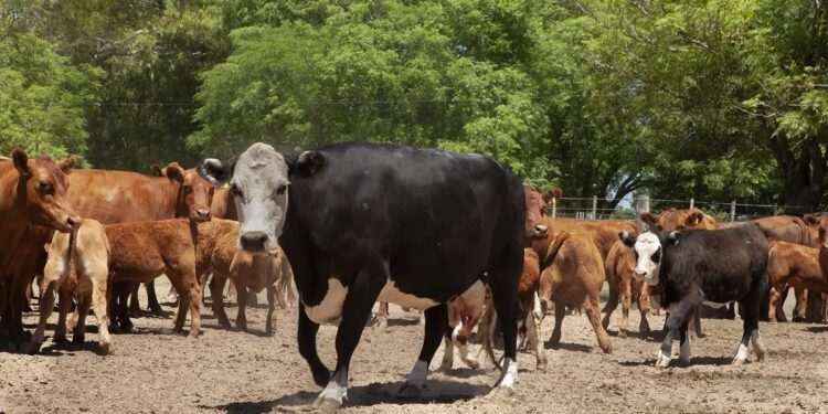 «Peso Mínimo»: Eliminación de un requisito clave para la faena de ganado bovino