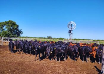Alerta en el norte: resistencia a antiparasitarios obliga a repensar el manejo sanitario bovino