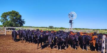 Alerta en el norte: resistencia a antiparasitarios obliga a repensar el manejo sanitario bovino