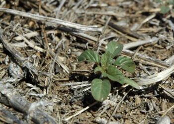 El descubrimiento que sería clave contra las malezas resistentes: llegaría en un herbicida a la Argentina en 2026