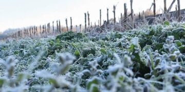 Ola polar y fuertes heladas: una buena noticia para trigo, soja y maíz, pero mala para el maní