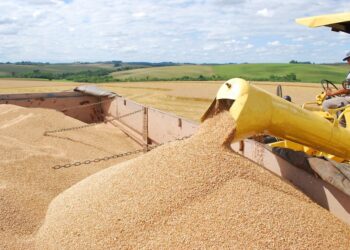 Brasil acelera la compra de trigo